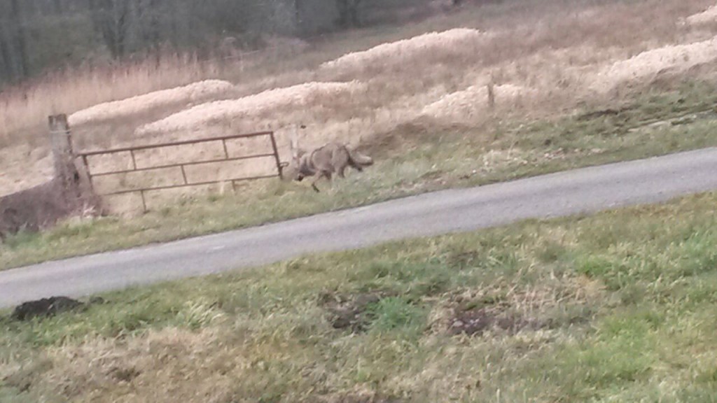 Eerste wolf in Nederland - Sleen, provincie Drenthe
