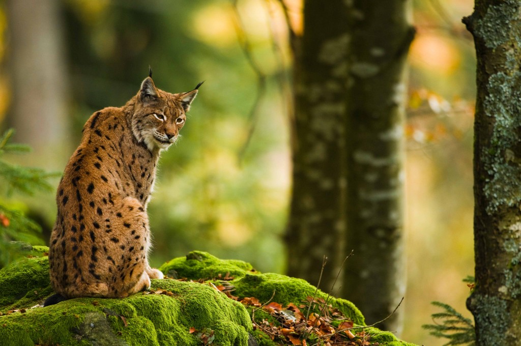 Lynx in zijn habitat - foto Loulou Beavers