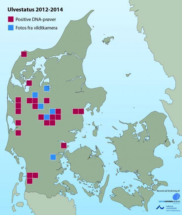 Bewezen aanwezigheid van wolf in Denemarken 2012-2014