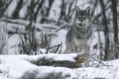 Wolf maakt comeback (Foto: Gregory Lesniewski/ Rewilding Europe)