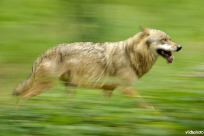 Wolf on the move - foto: Lars Soerink (Vilda)